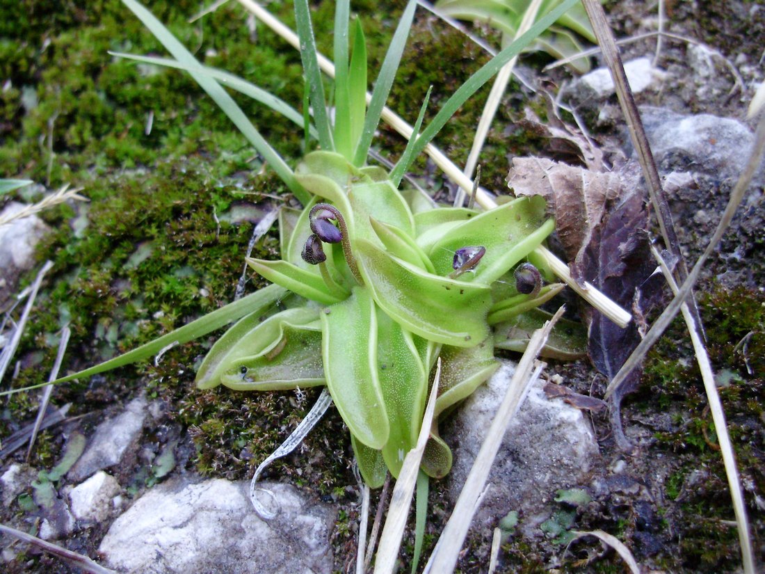 Popolazione di S. salamandra molto numerosa